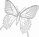 Bojanke Leptiri Papillons Leptir Crtež Obojite želji Gifgratis sketch template