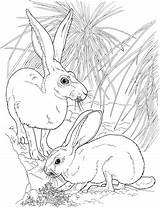 Coloring Pages Rabbit Tailed Jackrabbits Rabbits Printable Clipart Animals Wildlife Categories Skip Main Pair sketch template