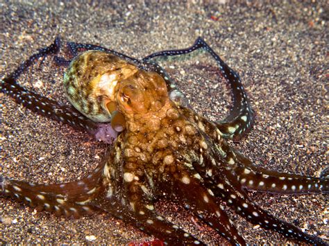 unik gurita  mati setelah kawin  pasangannya mongabaycoid mongabaycoid