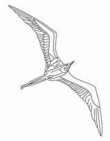 Albatross Seabird Designlooter sketch template