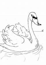 Coloring Swan Poultry Animals Books Pages Print sketch template