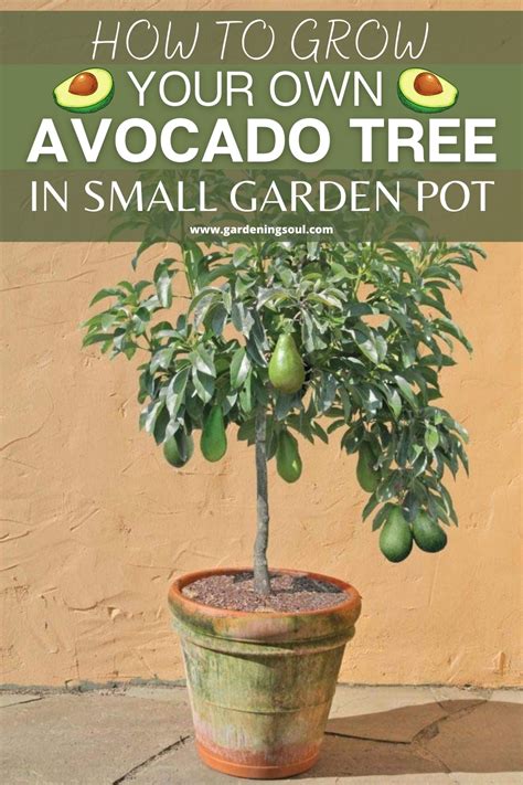 How To Grow Your Own Avocado Tree In Small Garden Pot