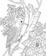 Nature Coloring Pages Printable Adults Bird Kingfisher State Getcolorings Getdrawings Color Colorings sketch template