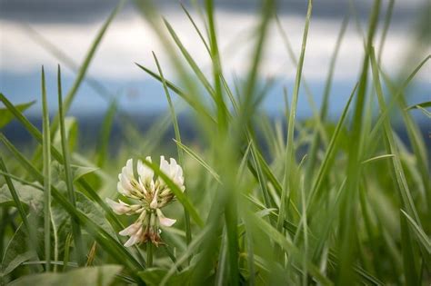 pros  cons  growing white clover mckays grass seeds