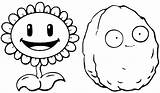 Zombies Plants Vs Coloring Pages Zombie Plant Sunflower Drawing Print Draw Coloring4free Colouring Color Nut Wall Sheets Zombi Book Printable sketch template