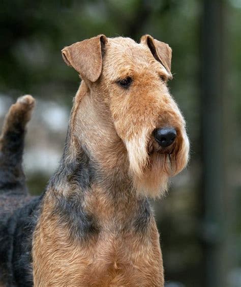 button ears  dogs  breeds   dogster