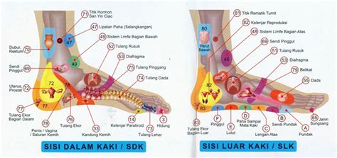 Titik Syaraf Organ Manusia Ada Ditelapak Kaki Refleksi