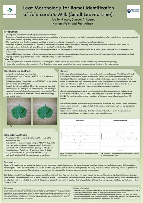 ppt leaf morphology for ramet identification of tilia cordata mill
