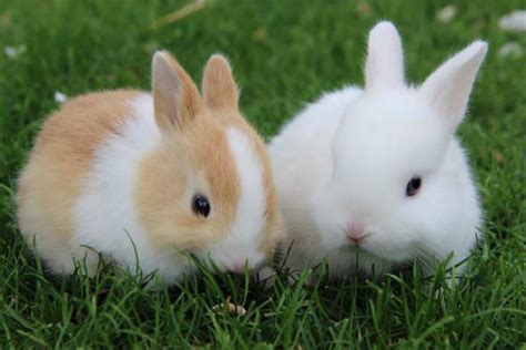 konijnen kinderboerderij gouda baby konijntjes konijn schattige babydieren