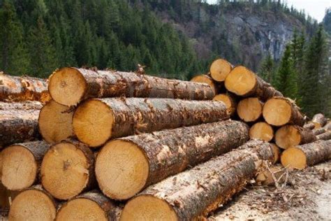 timber companies file suit  restart logging klcc