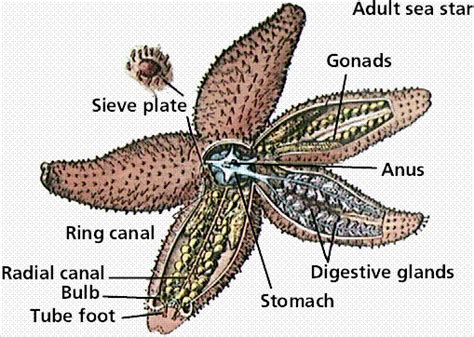 starfish diagram phylum echinodermata pinterest starfish diversity  creatures