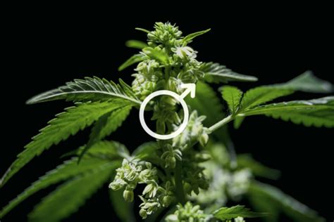 utilisations des plants de cannabis mâles rqs blog