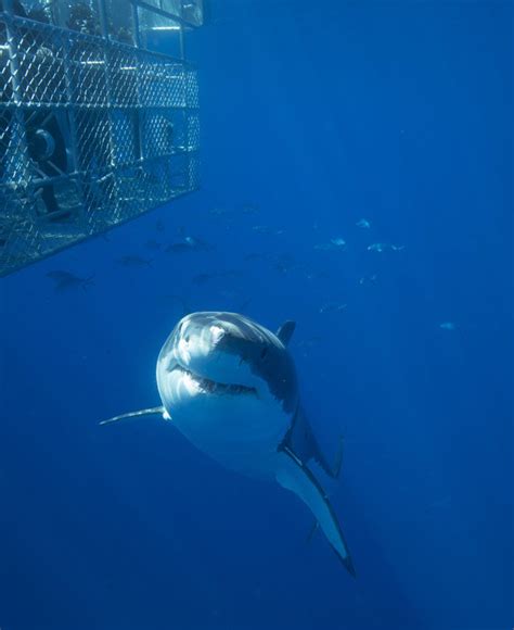 australia news diving with great white sharks the cage