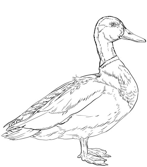 male mallard duck  curly tail coloring page  printable