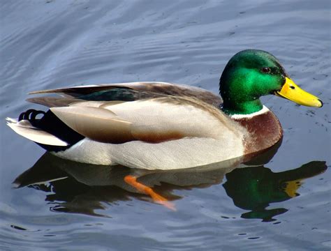 duck history   interesting facts