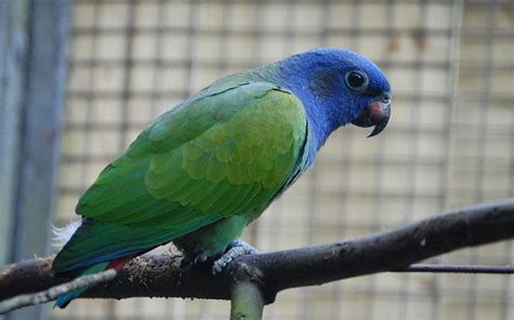 blue head pionus parrot philips animal garden