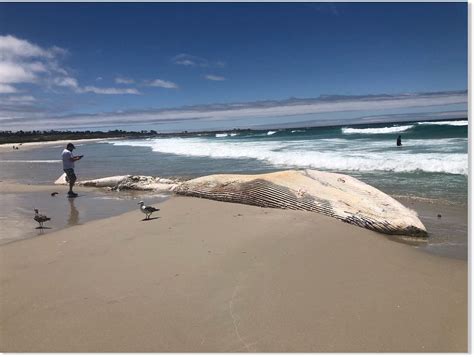 dead whale washes ashore  asilomar beach  california earth