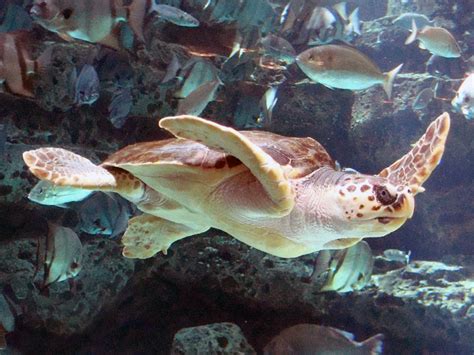 sakepedia loggerhead sea turtle