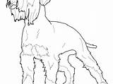 Coloring Pages Schnauzer Miniature Printable Getcolorings Getdrawings Template sketch template