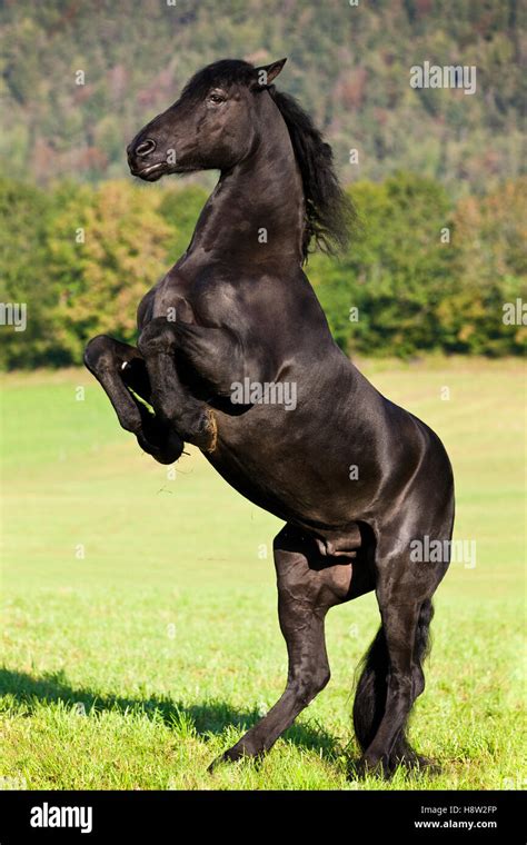 black horse  hind legs  res stock photography  images alamy