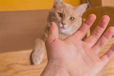 treat cat bites  scratches  humans wound care society