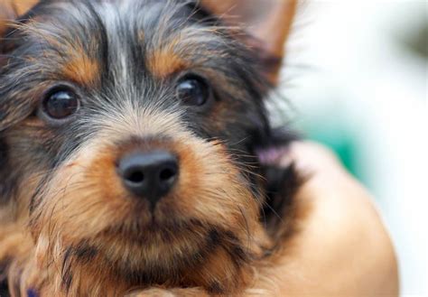 silky terrier puppies  sale akc puppyfinder