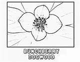 Bunchberry Dogwood Yescoloring sketch template