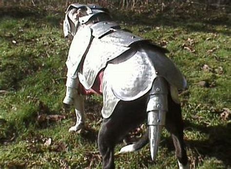 dog battle ready armor dog armor pitbulls dogs