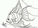 Fish Coloring Pages Angel Drawing Realistic Tropical Printable Luau Angelfish Kids Drawings Colouring Line Printables Sheet Arte Clipart Draw Aquarium sketch template