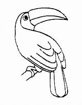 Toucan Rainforest Bird Cockatoo Bestcoloringpagesforkids Toucans Sheets Clipartmag Designlooter Clipground sketch template
