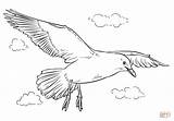 Seagull Draw Flying Seagulls Coloring Drawing Flight Pages Step Printable Easy Sea Drawings Supercoloring Tutorials Bird Template Coloringbay Line Choose sketch template