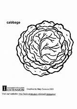 Cabbage Coloring Drawing Getcolorings Pages Getdrawings Color Large sketch template