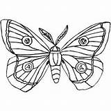 Moth Coloring Printable Silk Pages Butterfly Drawing Cocoon Designlooter Insects Color Colouring 92kb 300px Getcolorings Getdrawings Freeprintablecoloringpages sketch template