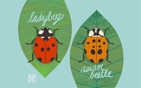 How To Tell The Difference Between Good Ladybugs And Bad Ladybugs