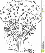 Seasons Coloring Tree Four Season Printable Apple Illustration Worksheet Vector Dreamstime Autumn Worksheets Worksheeto Via Digital Preview sketch template