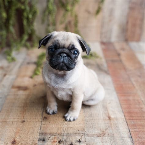 pug puppies  expensive