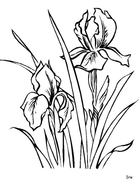 iris flower colouring pages coloring home