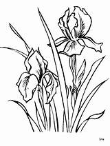 Iris Coloring Flower Pages Colouring Print sketch template