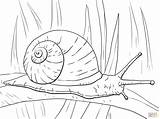 Pages Coloring Snail Snails sketch template