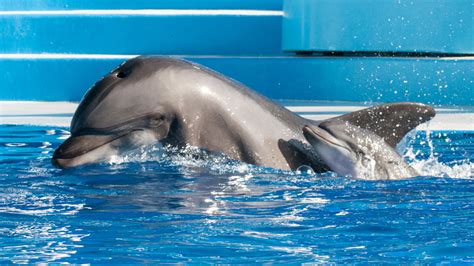baby bottlenose dolphin born  seaworld san diego abc san francisco