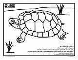Eared Turtles Terrapin Sliders Tortoises Reptiles Sea Under sketch template