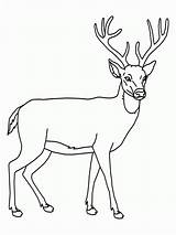 Reindeer sketch template