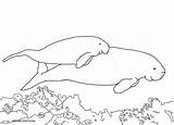 Dugong Pages Manatee Coloring Colouring Drawing Printable Color Cow Sea Baby Line Calf Getcolorings Momma Swimming sketch template