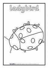 Colouring Minibeast Sheets Sparklebox sketch template