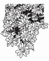 Mexican Drawing Flowers Getdrawings sketch template