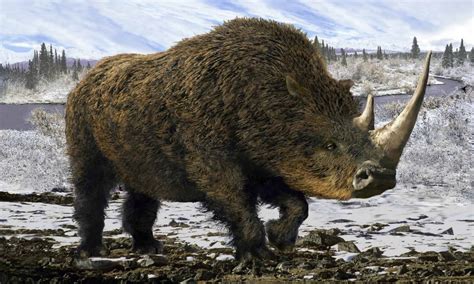 discover  lb woolly rhinoceros   deadly ft horn wschools