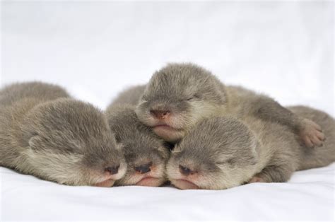 seaworld orlandos newborn otters  good hands otters photo