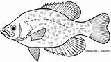 Coloring Pages Crappie sketch template