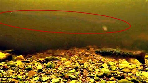 giant eeel spotted  underwater camera  loch ness