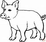 Coloring Pig Pages Outline Clipart Drawing Clip Cliparts Kids Pigs Hans Animal Printable Im Web sketch template